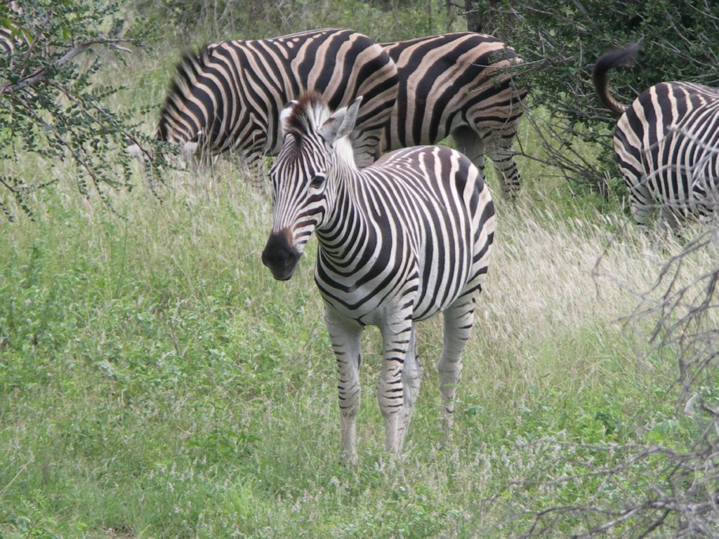 zebras 